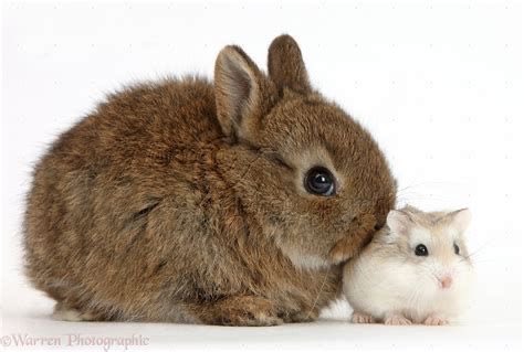 animalpopular9's tweet image. Adorable bunny