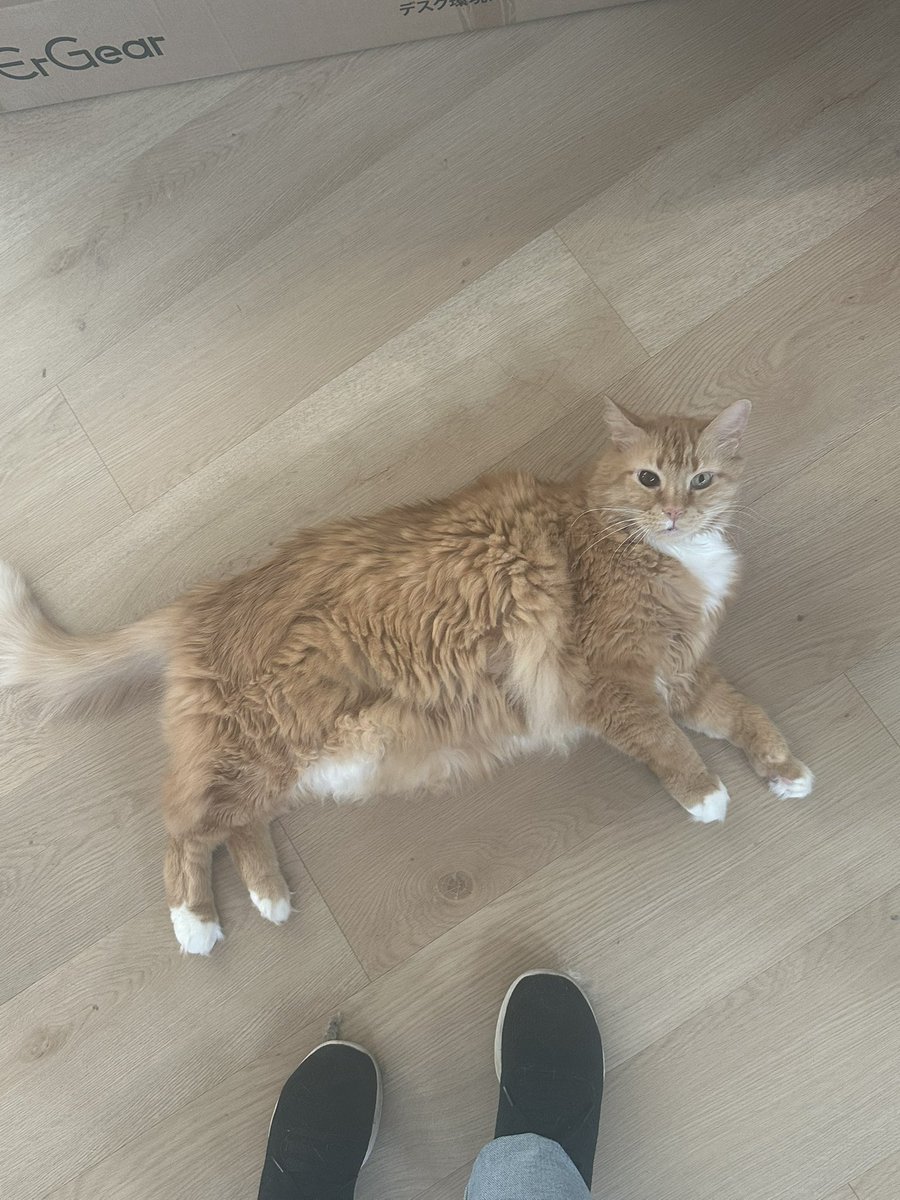 fruitrollups929's tweet photo. @Garrett_Watts this is lincoln! he has heterochromia and an attitude problem! he is always yelling and scaring his dog brother! we love him dearly though🫶 https://t.co/YiwsZykMjZ