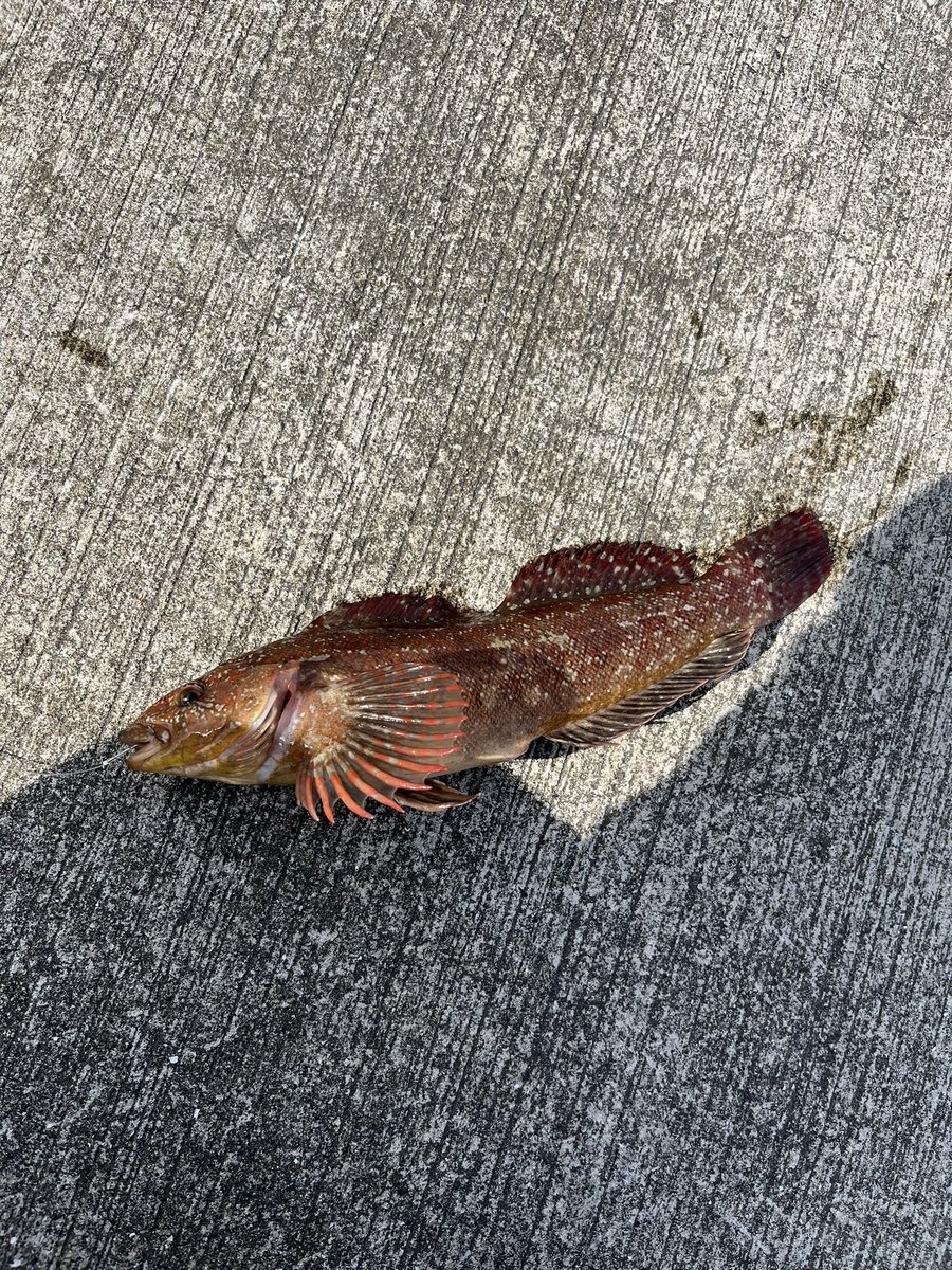 surf08180's tweet photo. 穴釣りは癒しですね♪
ドンコは相変わらず無限ですね笑
手計ですいません https://t.co/zrdpNnc9hm