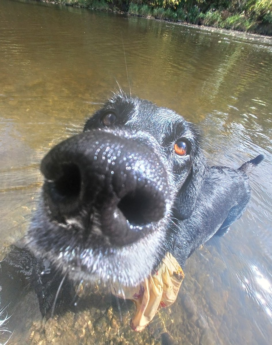 CeriIdk's tweet photo. @Garrett_Watts Name: Kiki
Vibes: A loyal energetic dumbass
Lore: Was a civid puppy so hates being alone and is a bit of an escape artist. Has previous got out of a window onto a low roof then jumped off said roof.
She was a gift for my mum from some friends. https://t.co/GsotFwJub9