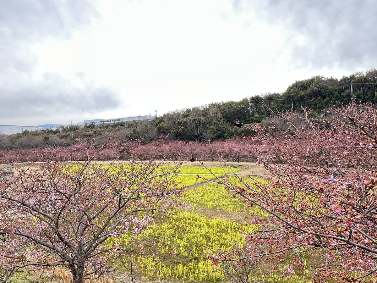 東大山の河津桜🌸を見に行ってきました。

メイン駐車場側は3分咲くらい
セブンイレブン側 は5～7分咲くらい。

地域の方は、あと１週間かなーとのこと。
写真で撮ると、いい感じに咲いてるように見えますが、まだボチボチです💦

でも、暖かな三連休のうちに咲き進みそうですね☺️