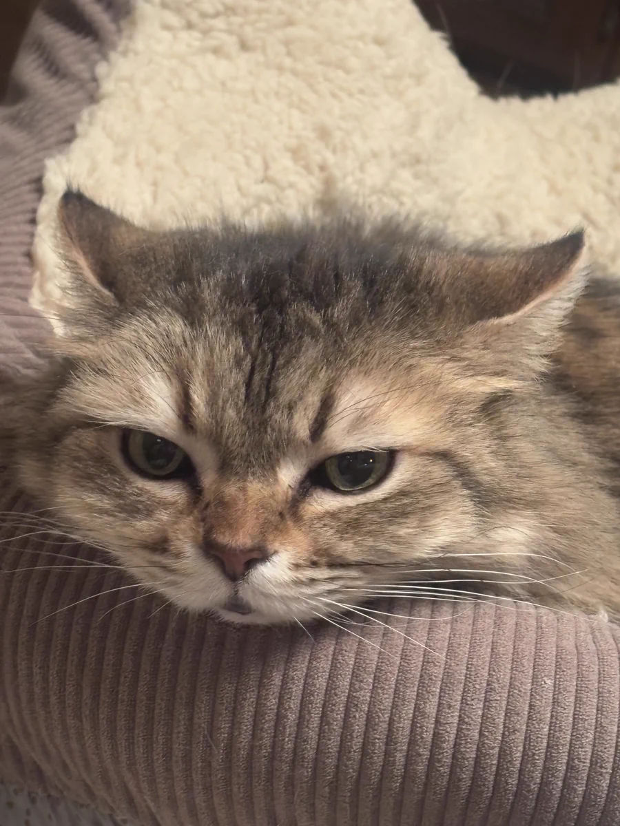 2月22日 #猫の日 にXが猫愛で満ちあふれる