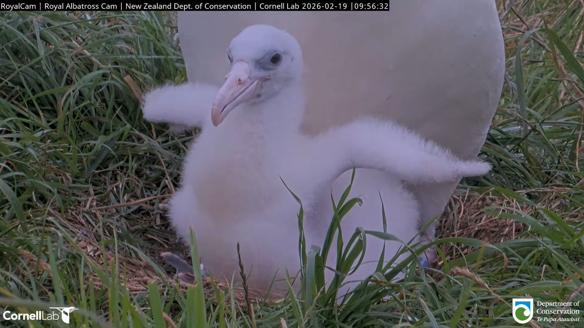 RoyalAlbatrossCam tweet media