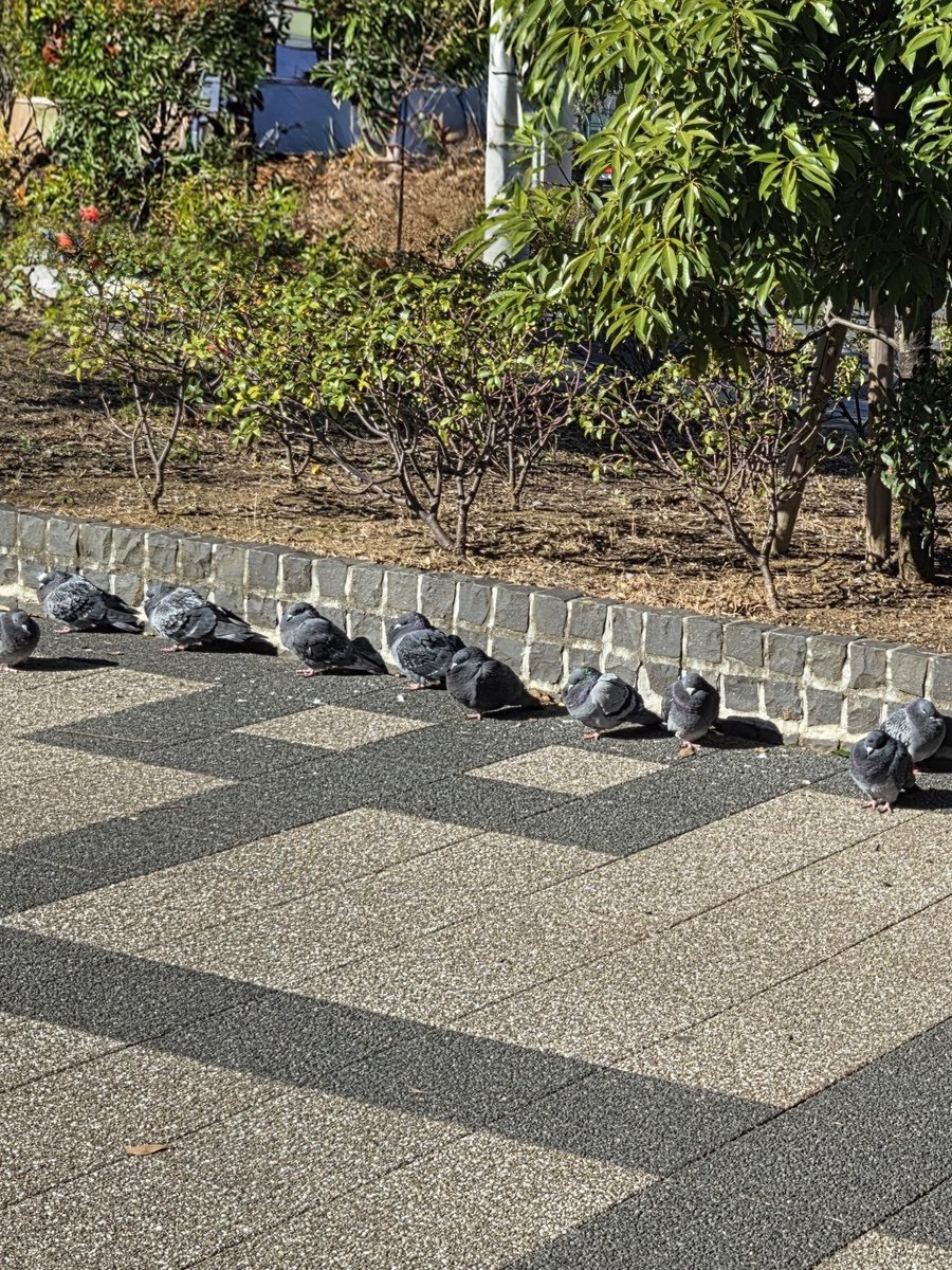 coffee_ease's tweet photo. 寒いよね～🌀

#鳩 #北風 https://t.co/pxmi7I1o2l