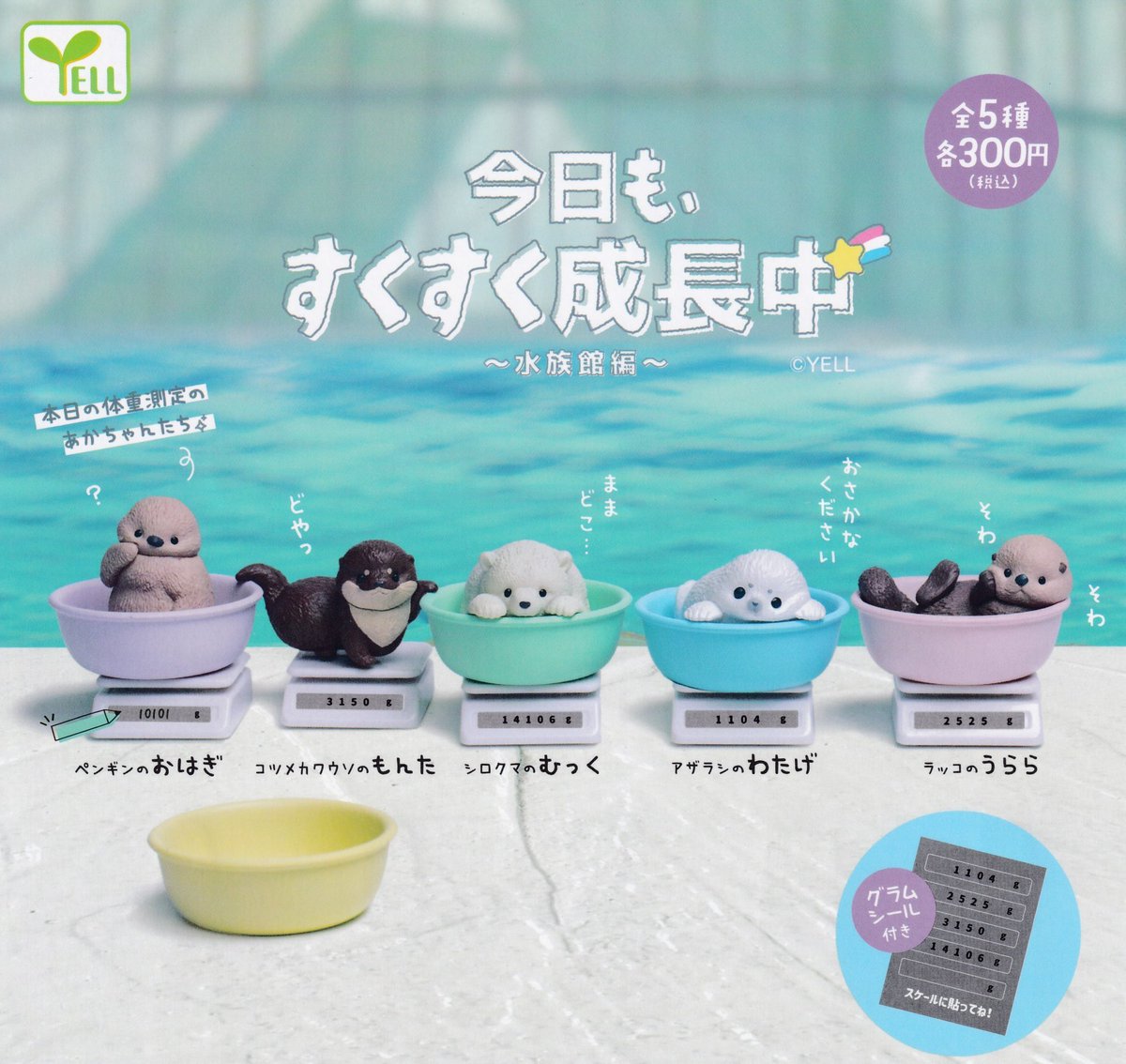 2月20日(金)🍨入荷情報⑱🍨 🐈グミにゃー 🦭今日も、すくすく成長中