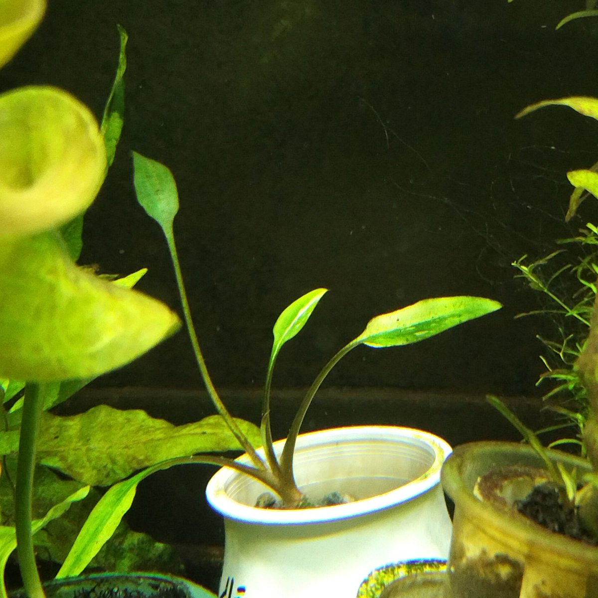 生き物屋PooL on X: 