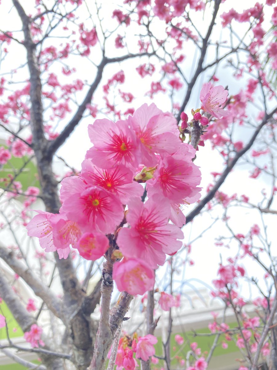桜！