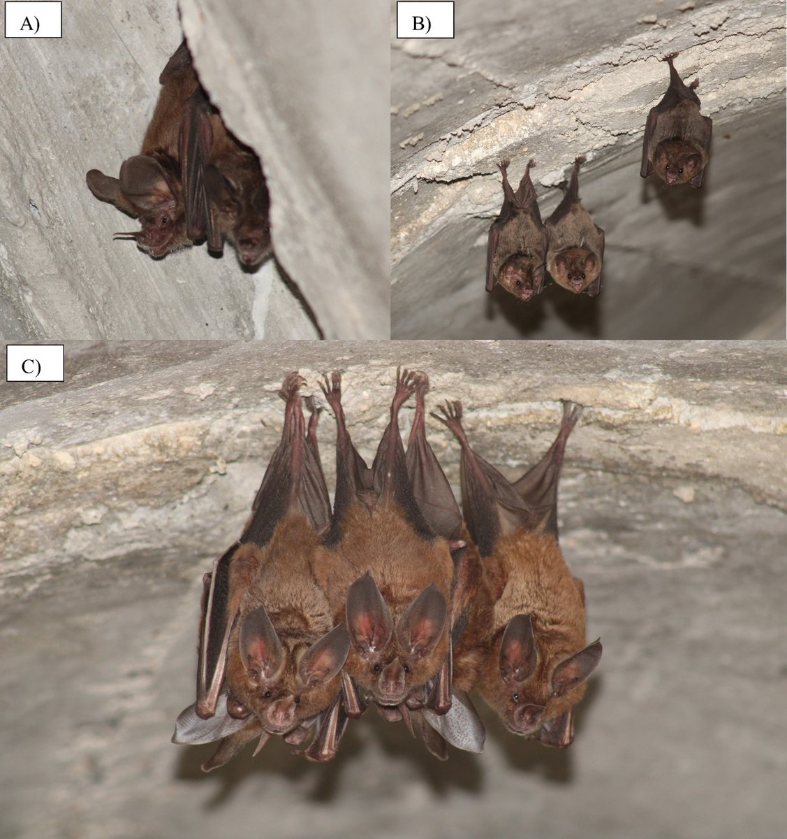 Asociación Mexicana de Mastozoología AC tweet media