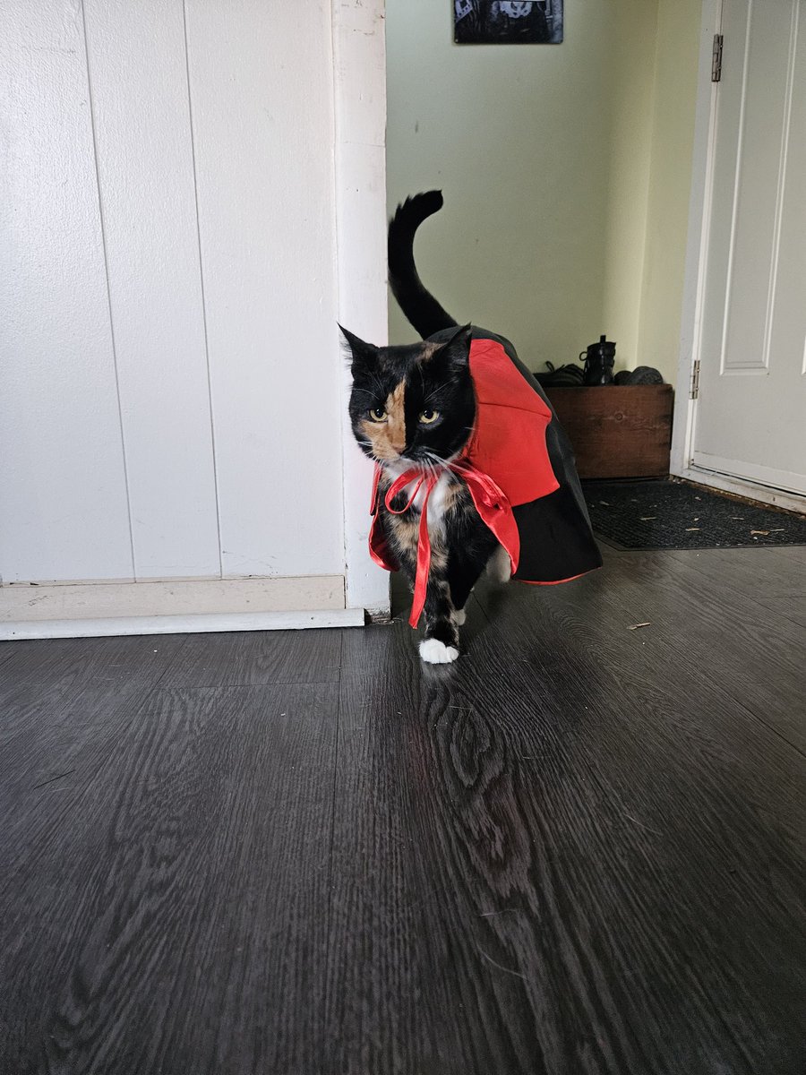 ciel_died's tweet photo. @Garrett_Watts The sweetest girl, Cali. Named by my mom she was born on my grandparents farm when the mama cat disappeared. We took her home and she's 11 years old now! Chunky for sure but beautiful none the less.🖤🤎🤍 https://t.co/IsXeQRqFEj