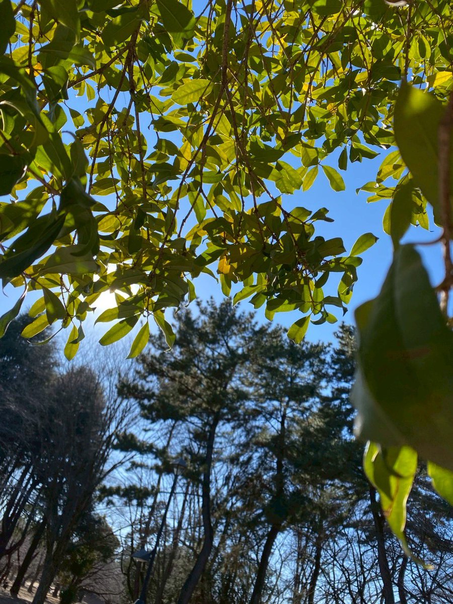 この前通院でかなりショックなことがあって、処置室のベッドで泣いちゃった。帰り道も悔しくて悲しくてしんどくて、何度拭いても溢れてきた。悲観的になって、またイヤイヤ期に入りかけたけど、ちょっとやめてみた。