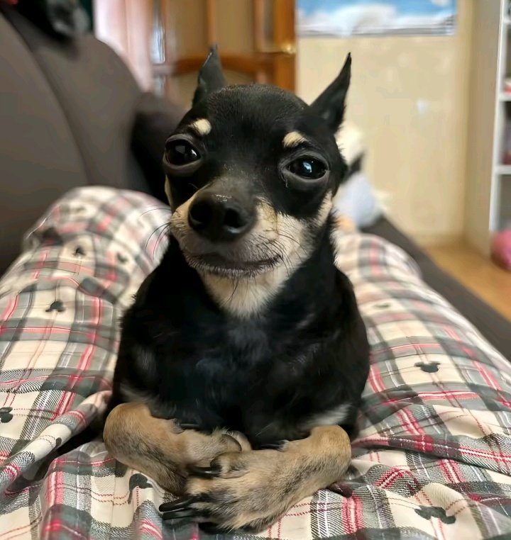 Pelo jeito o Jonas só vai deixar de ser líder quando a prova for de conhecimentos. #BBB26