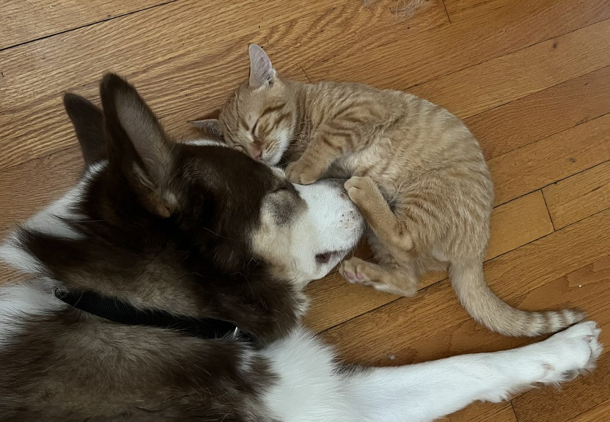 effexorfrank's tweet photo. @Garrett_Watts i have far too many, but here’s a few in the most normal to unhinged names: cannoli + banana man, alfie + colby jaq, lemon, basil, + parsley, and my boys toco + vem (toyota corolla + vehicular manslaughter) https://t.co/6ZLjFxdydJ