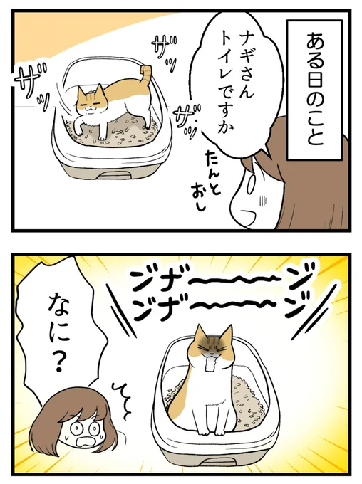 猫がトイレで鳴く理由が想像と違った話(1/4) 