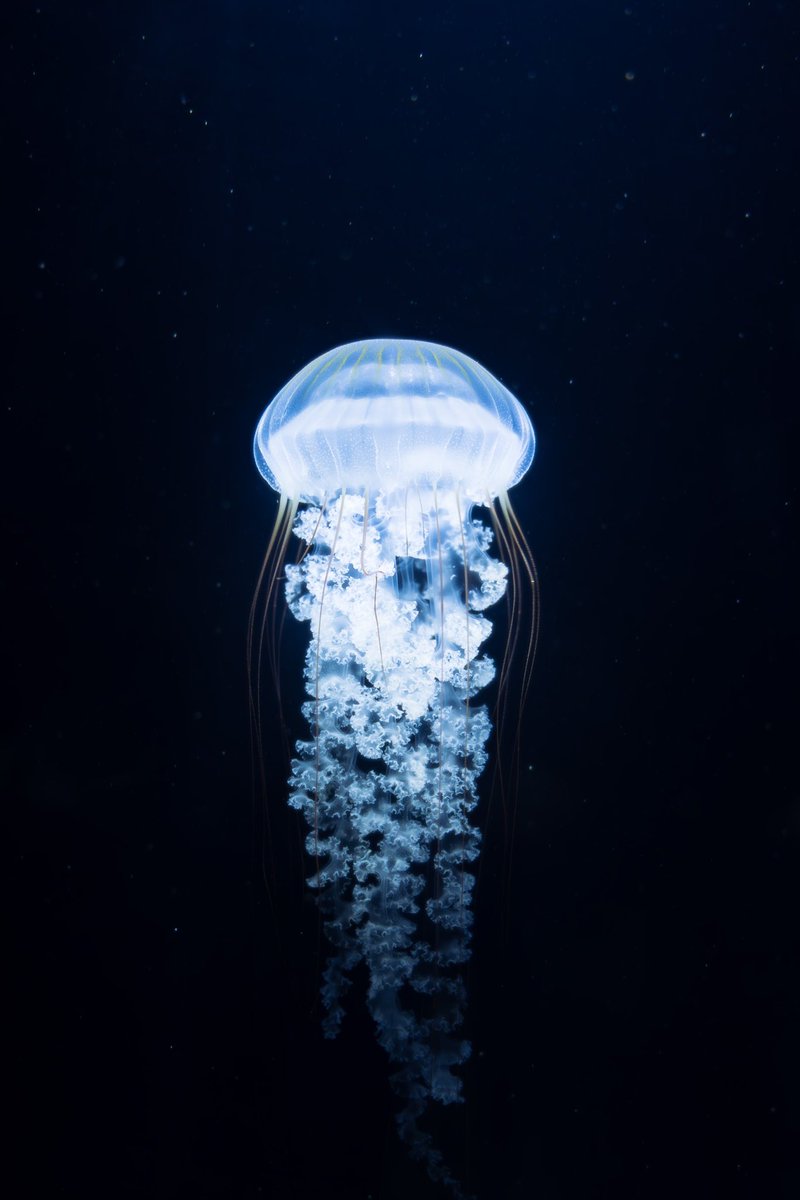 その　揺蕩う透明は…