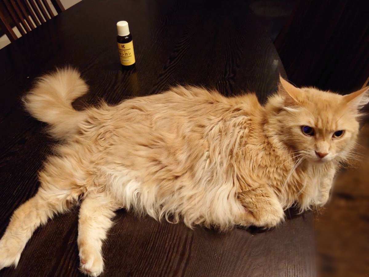 今日は #猫の日 🐱✨

実は社内は猫派が多い…！🐾

みなさんの愛猫ちゃんも
ぜひリプでみせてくださいニャー🐱

⬇️少し前に撮った、社員のねこちゃん（コトちゃん♡）とキンカン💛

#にゃんにゃんにゃんの日 #ねこの日  #キンカン