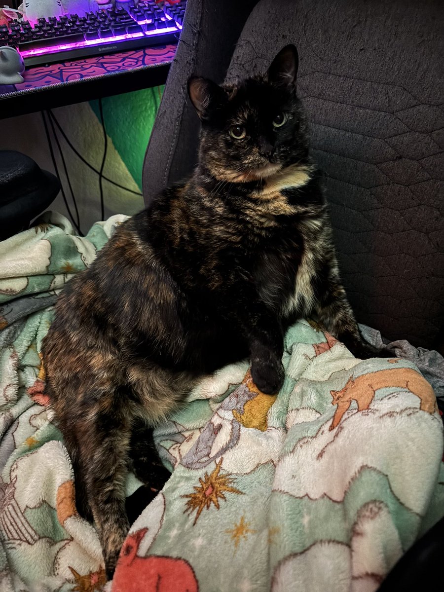 Maudach_'s tweet photo. @Garrett_Watts This is Prowl, Babs, Babas my big ol chubby bunny of a kitty! :3c https://t.co/rgdj0kDnQa