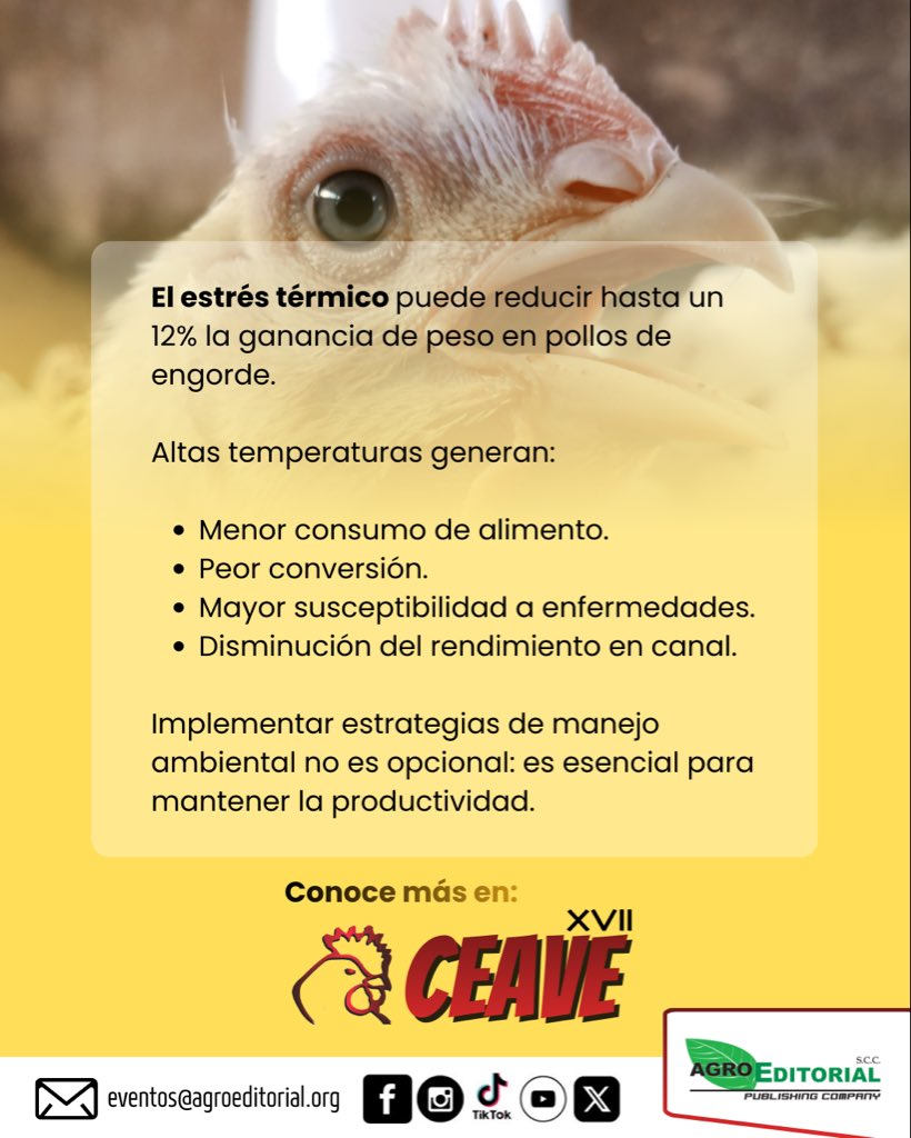 🔥🐔 Estrés térmico en aves: Cuando las temperaturas suben, las aves disminuyen su consumo de alimento, afectando su rendimiento.

📊 Aprende más sobre manejo y producción avícola siguiendo nuestra página.

#CEAVE2026 #Avicultura #AviculturaEc #AviculturaEcuatoriana #AviculturaLA