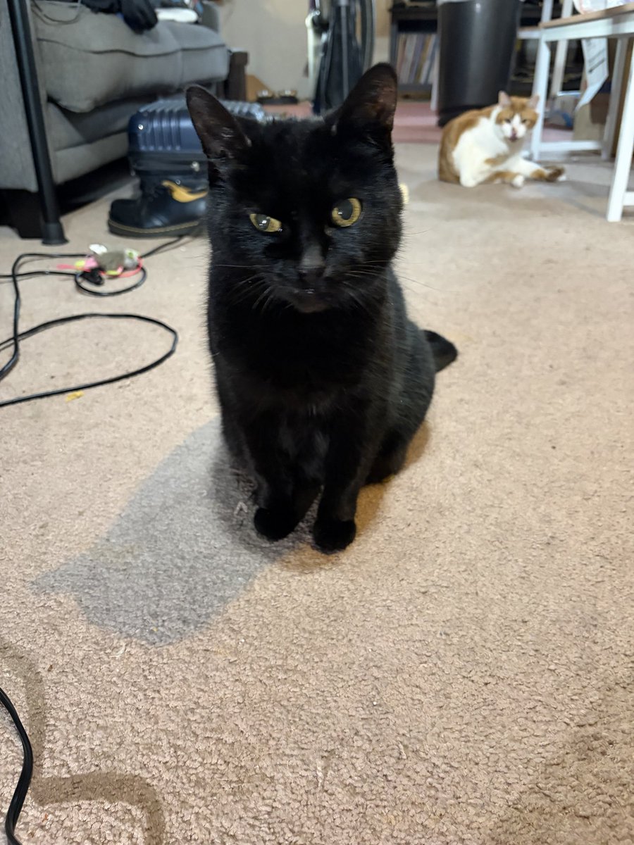 Audrey Fizzy tweet media