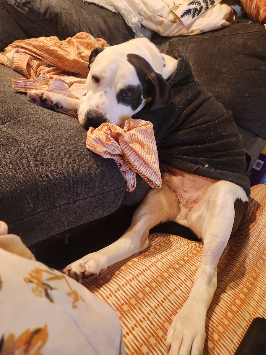 MandaShowAK's tweet photo. @Garrett_Watts This is Beans! I adopted him from the pound and he turned out to be a perfect gentleman! He ate something though and needed surgery over the weekend, please see pic of him on pain meds. https://t.co/lnjjsYc7LQ
