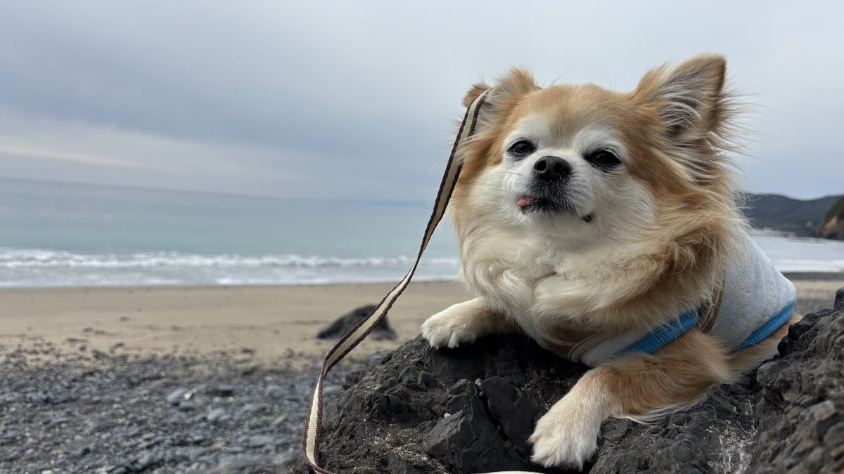 くつろいでるチビちゃん🐶💕