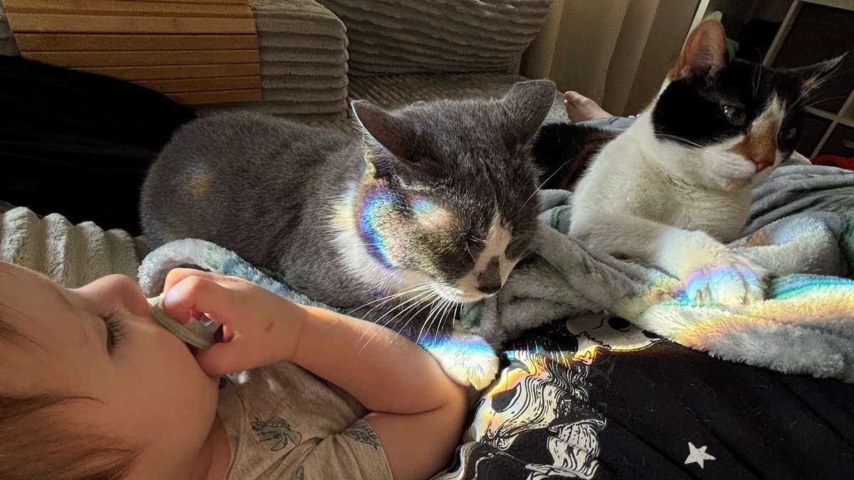 reythecyborg's tweet photo. @AutumnRhodess I think it’s a great age! My 23 month old LOVES our kitties. We’ve had them for 8 yrs. He’s a big helper when it comes to feeding them. We sometimes have to remind him to have soft hands, but overall they’re great together! I grew up with cats &amp; loved it. No clue about birds tho! https://t.co/IglcZRA9cx