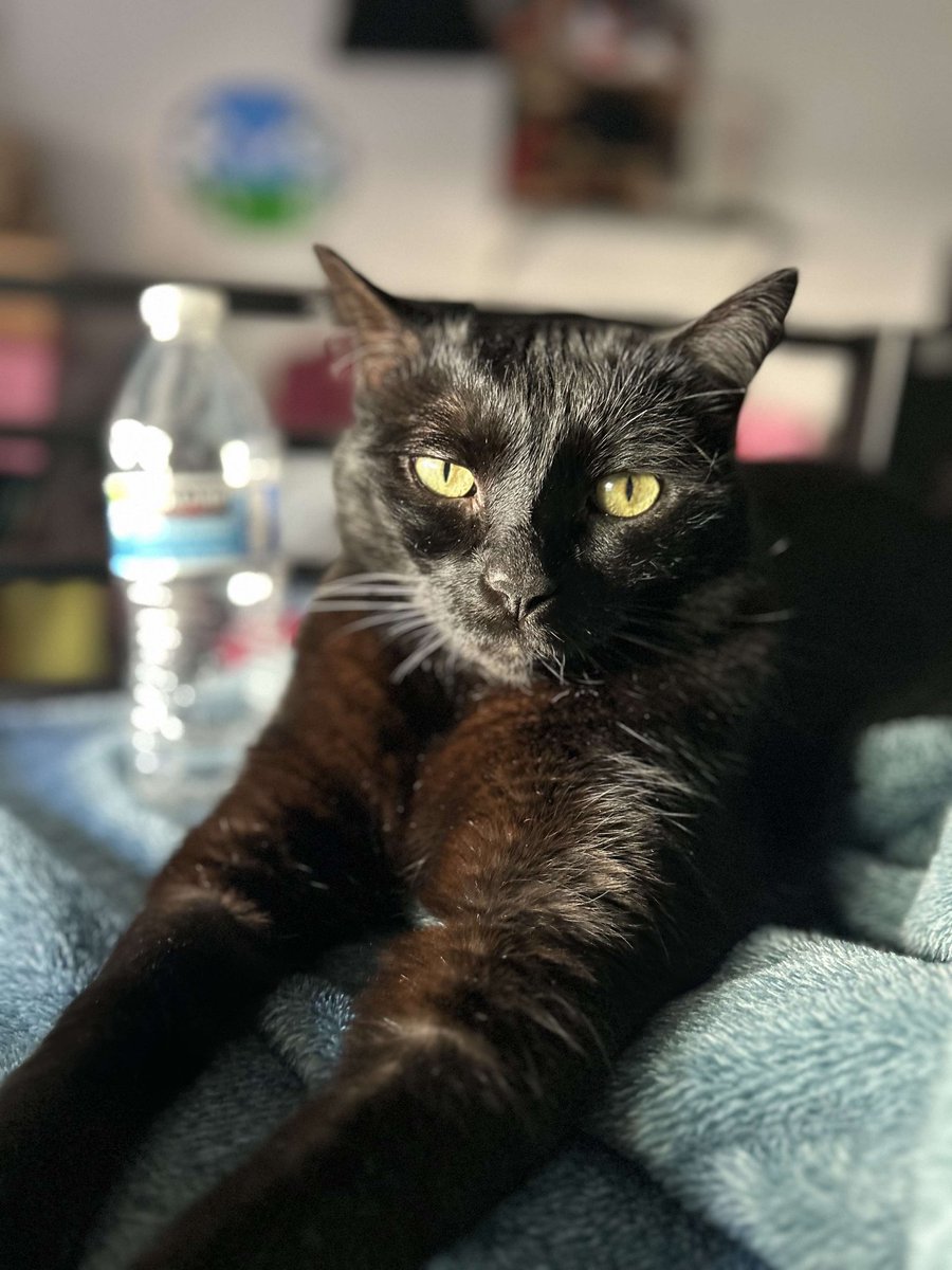 flryh218's tweet photo. @Garrett_Watts My cats name is Ghibli, named after the studio. Got her on sale at a local animal shelter for $20 and shes my little anxious baby with large poops 😌 https://t.co/Lx8l77La6r