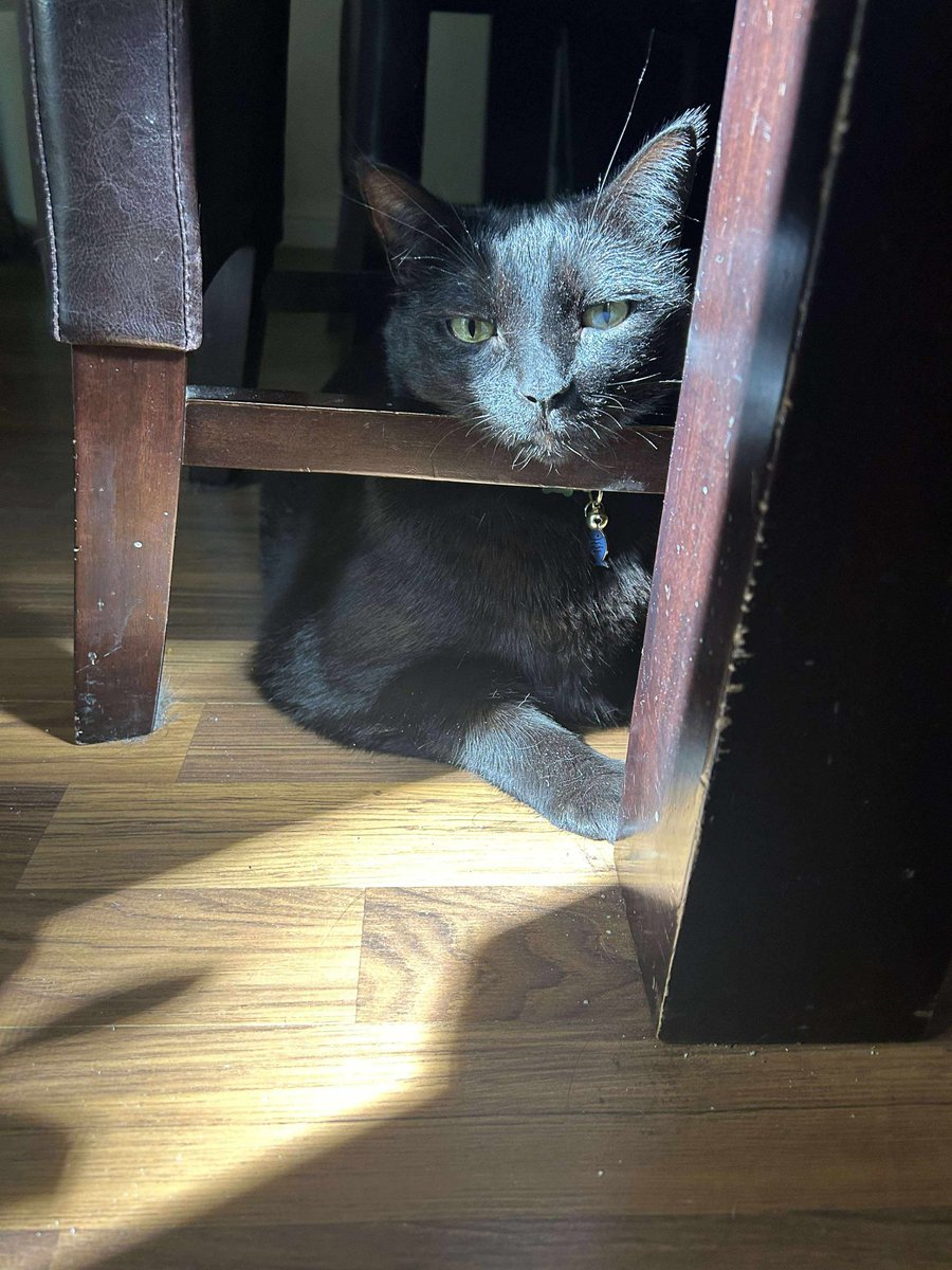 flryh218's tweet photo. @Garrett_Watts My cats name is Ghibli, named after the studio. Got her on sale at a local animal shelter for $20 and shes my little anxious baby with large poops 😌 https://t.co/Lx8l77La6r