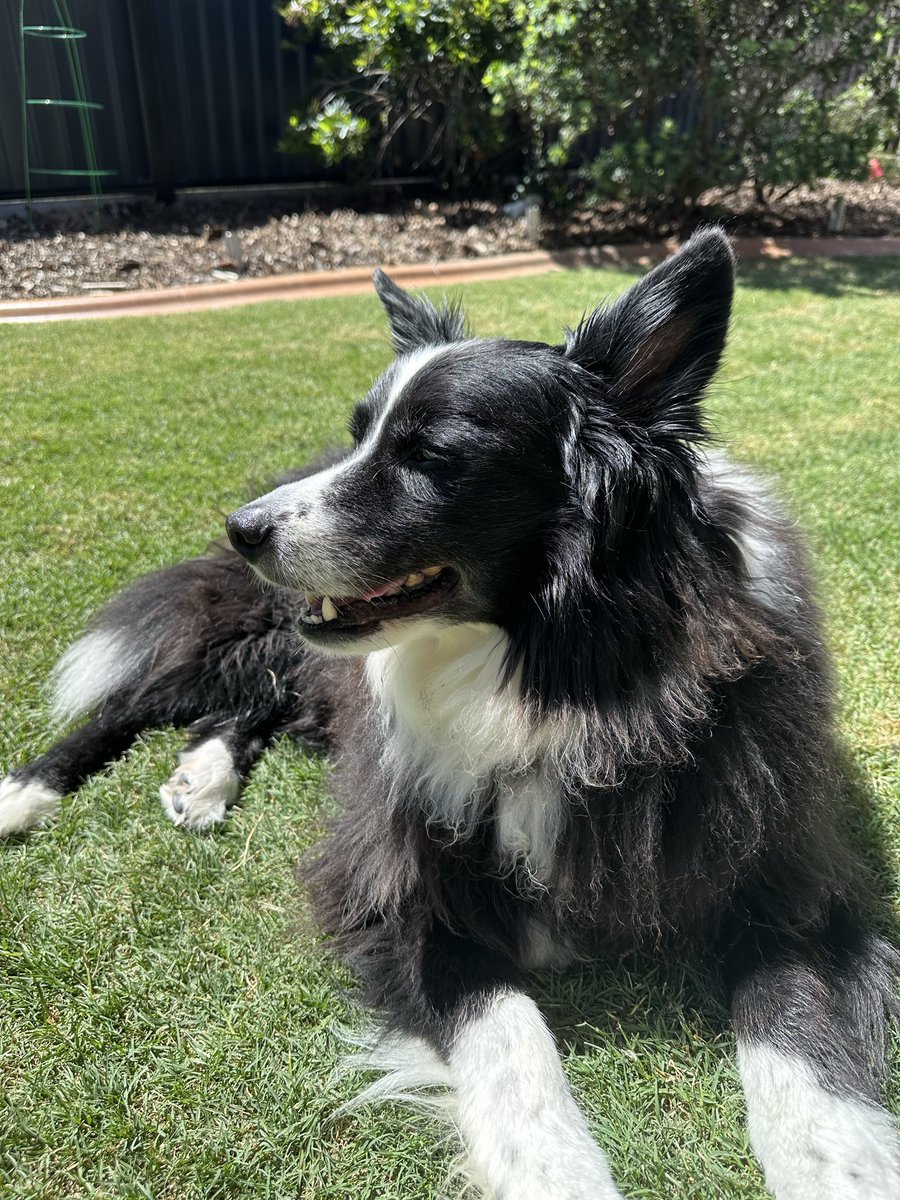 _obscureoni's tweet photo. @Garrett_Watts This is my boy Murphy. He’s 11 years old, loves people and cheese. https://t.co/TPLpgJtbdF