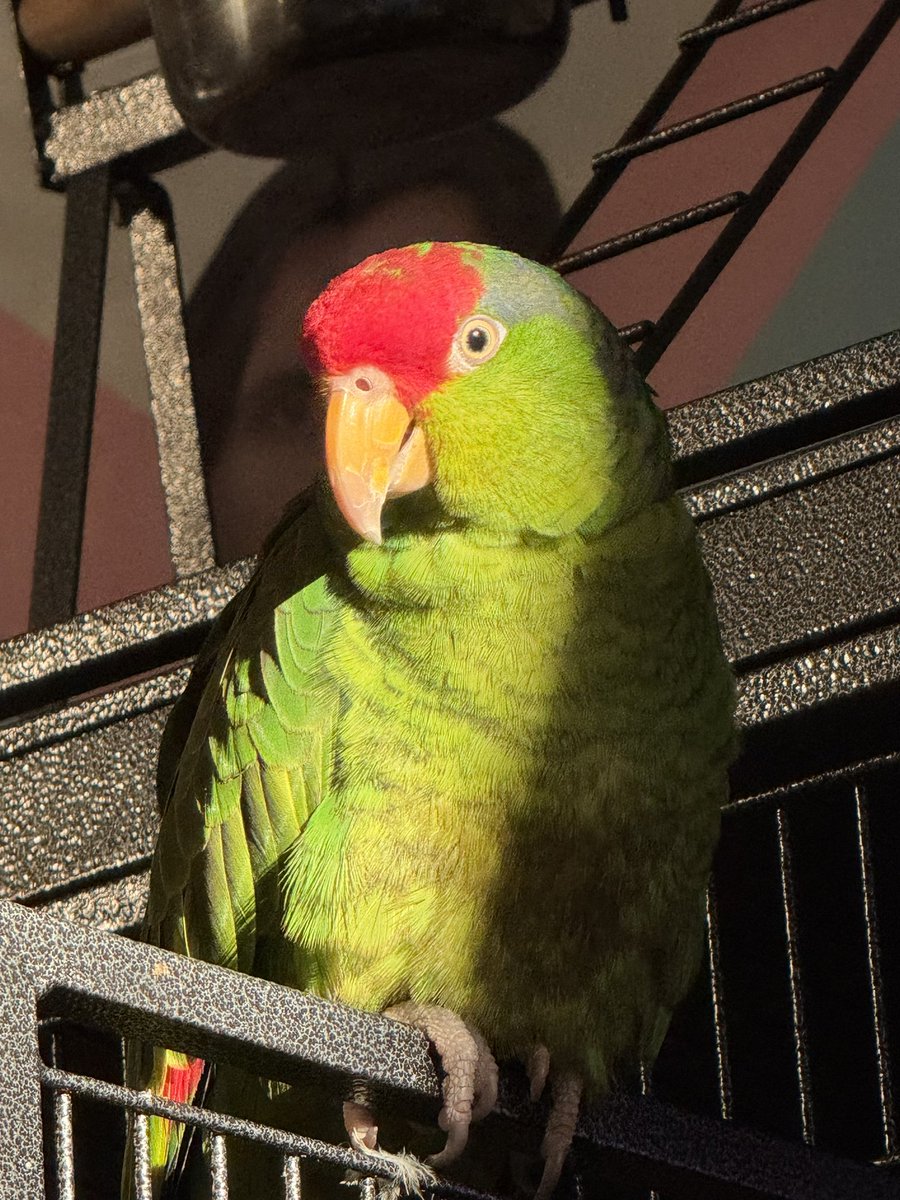 NaibsToes's tweet photo. @Garrett_Watts His name is Diego and he likes to eat mango and cashews https://t.co/wSzWvIltm7
