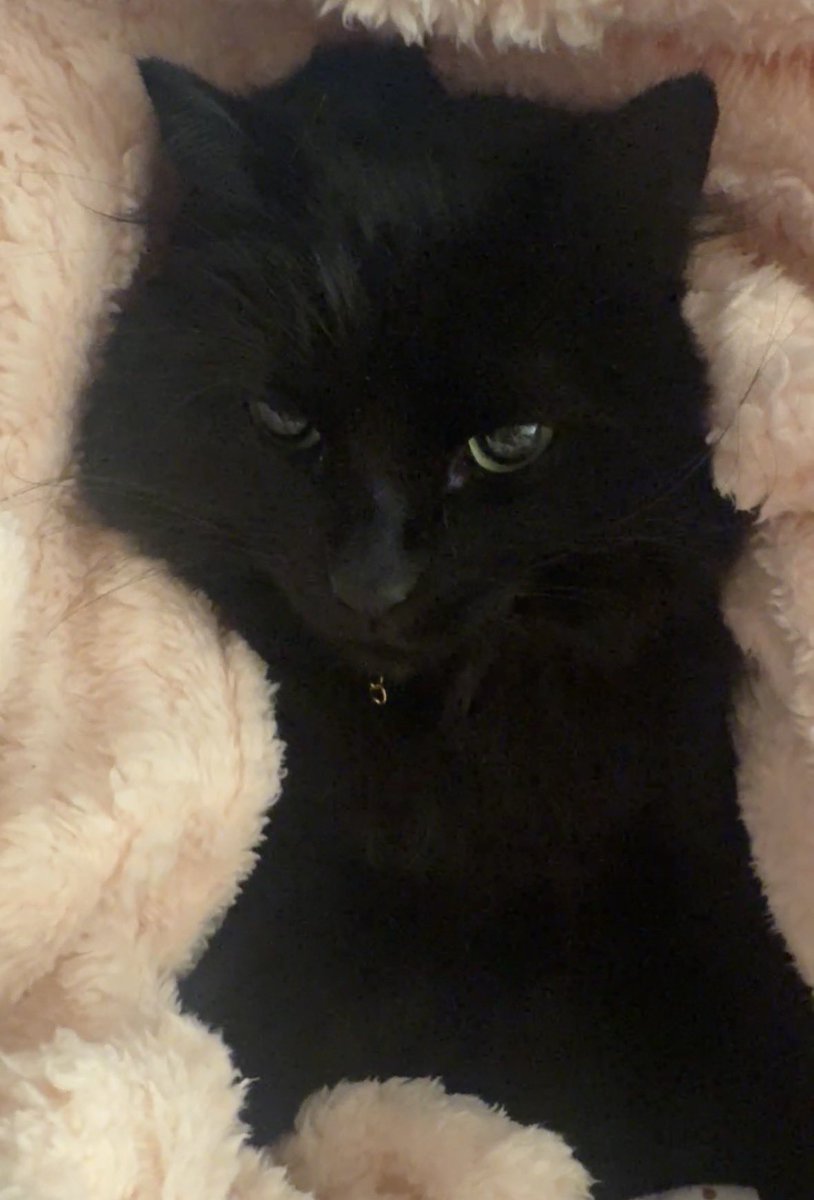 Doodle Dearest tweet media