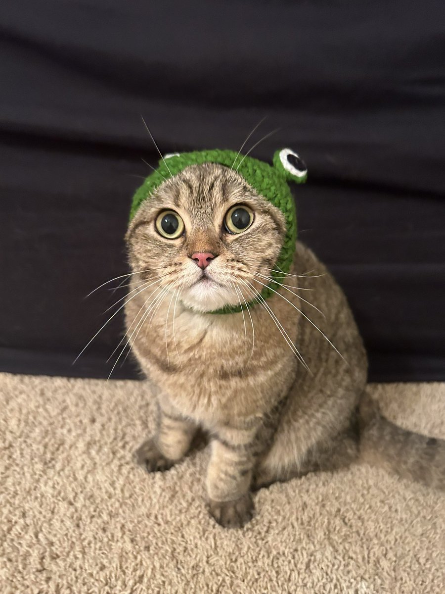 pistisonx's tweet photo. the ascension of $mushu thesis:

a thread 🧵 https://t.co/rI3DCDhio5