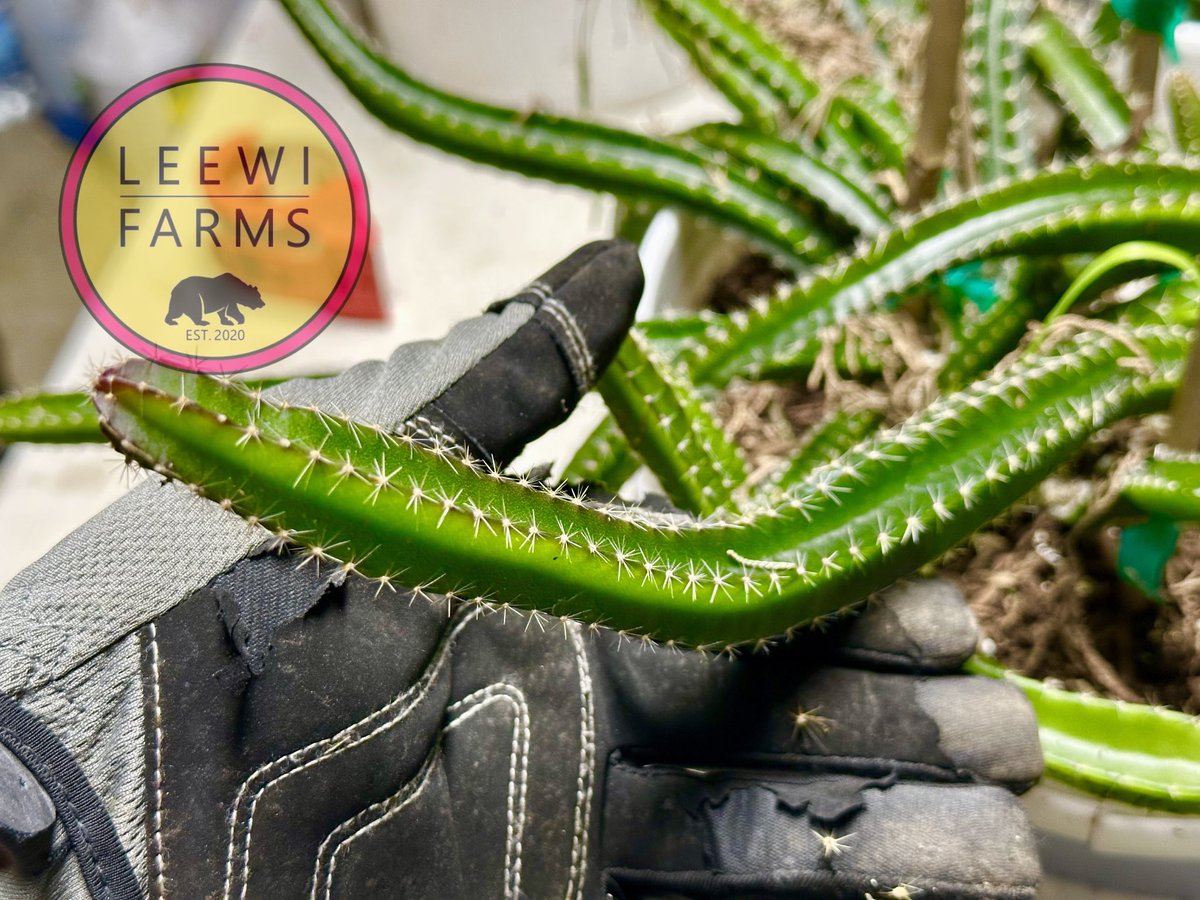 leewifarms's tweet photo. Interesting to see the cross between Spiced Takuan - orange-flower epiphyllum (shown in the picture) with Sugar Dragon, majority of the branches are 5 sided and some 4 sided, with deep green color like Sugar Dragon, growing robustly and very chunky. https://t.co/PUt347KWul