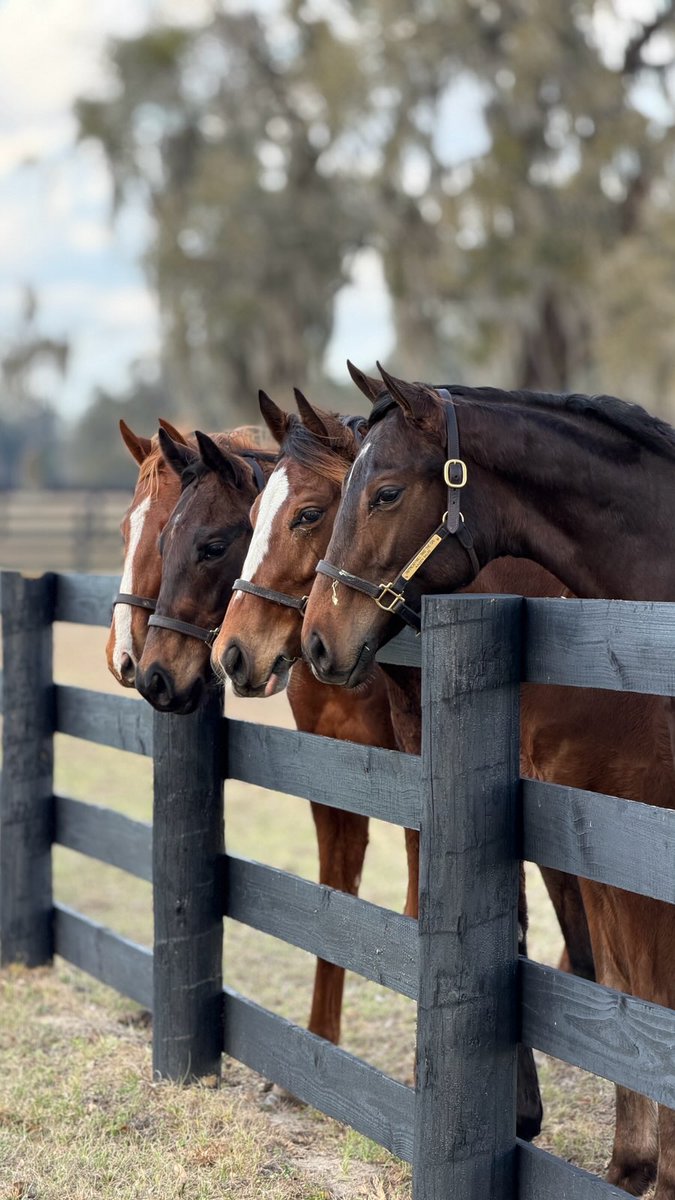 ThoroPartners's tweet photo. The boys all hanging out today ๐
#Bloodstock #HorseRacing #Thoroughbred #Colts #Pinhooking https://t.co/pFi8RpfIAF
