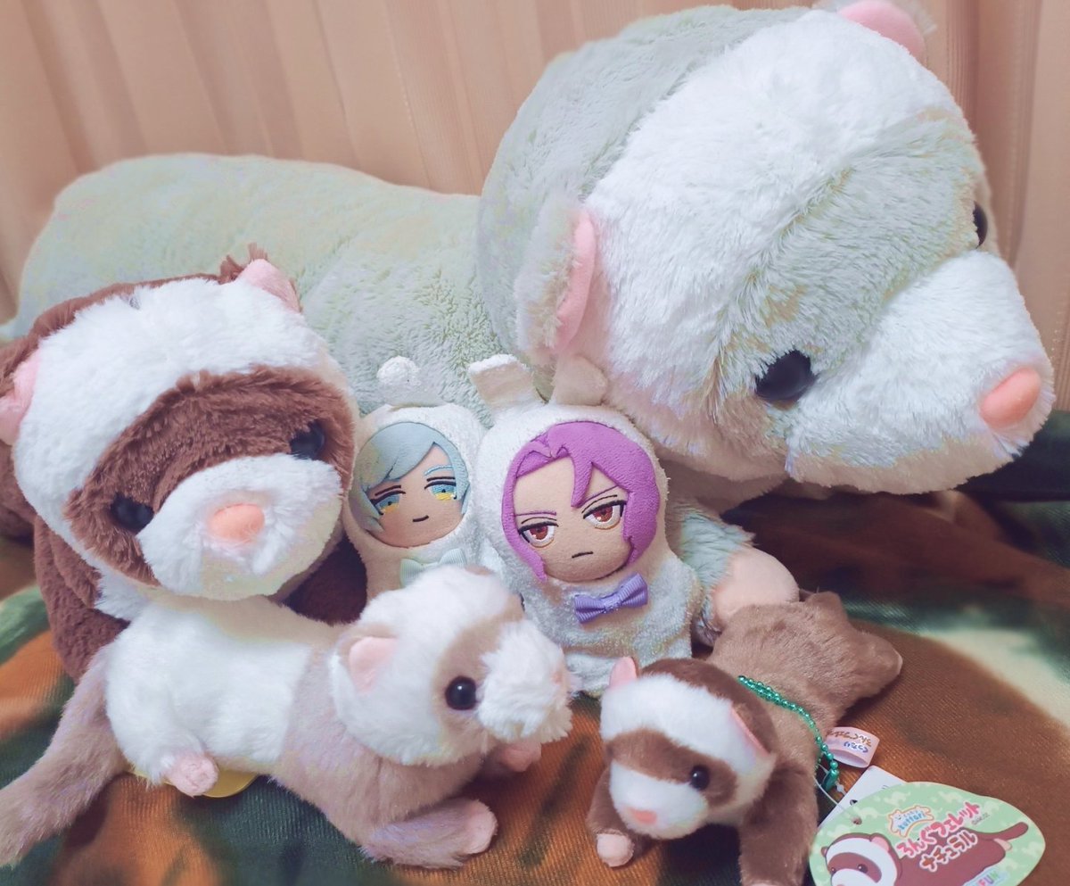 フェレぬいコレクション増えたよー！フェレットだいすき！！🥰