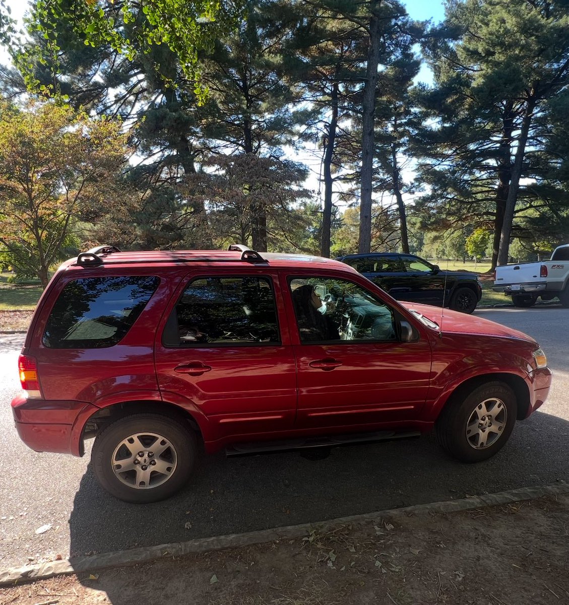 phoenix 🌱 tweet media