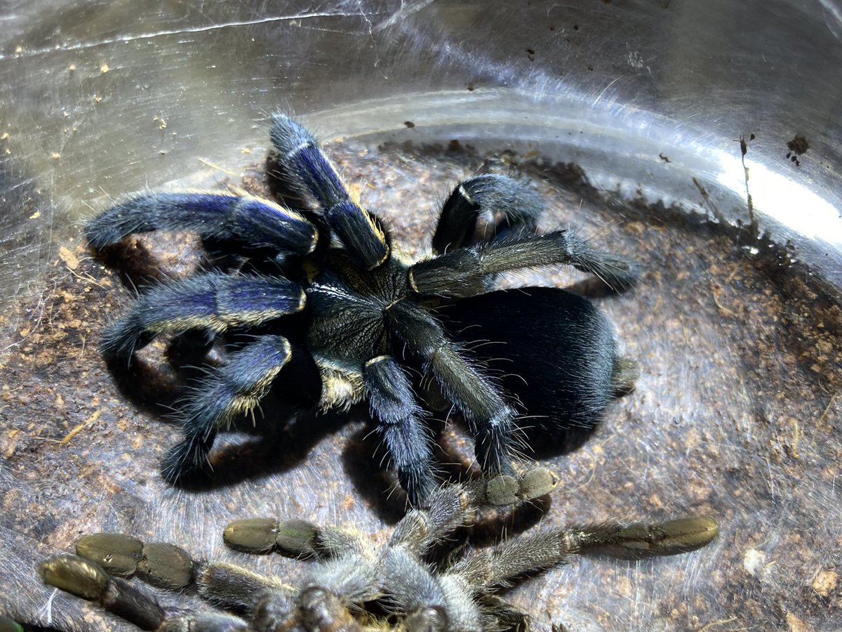 さっちゃん🐛🦂🕷 (@BugsLife3939) / Posts / X