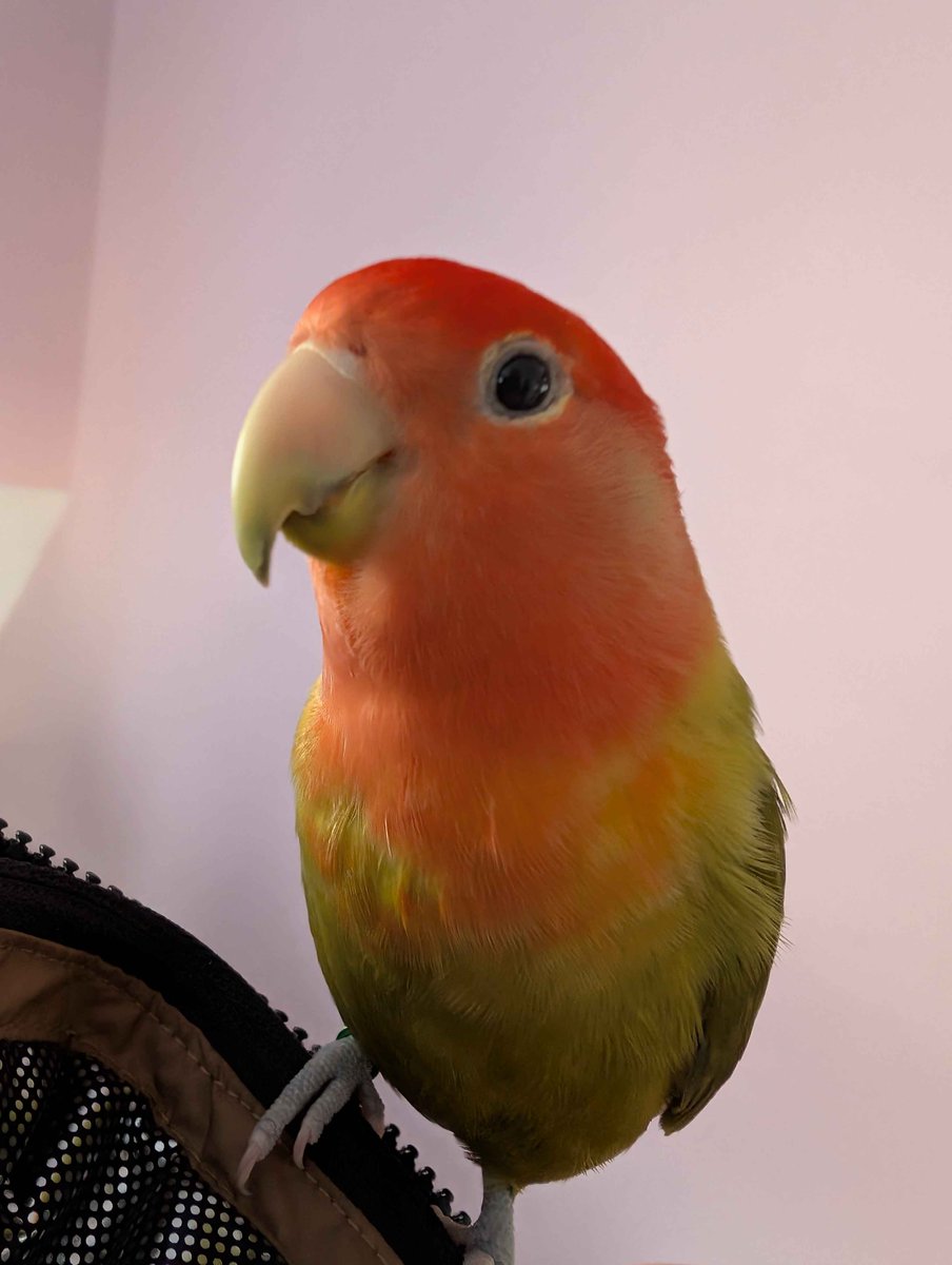 raphaelerebel's tweet photo. @SamuraiGUNN This lil guy https://t.co/adJcfwieoT