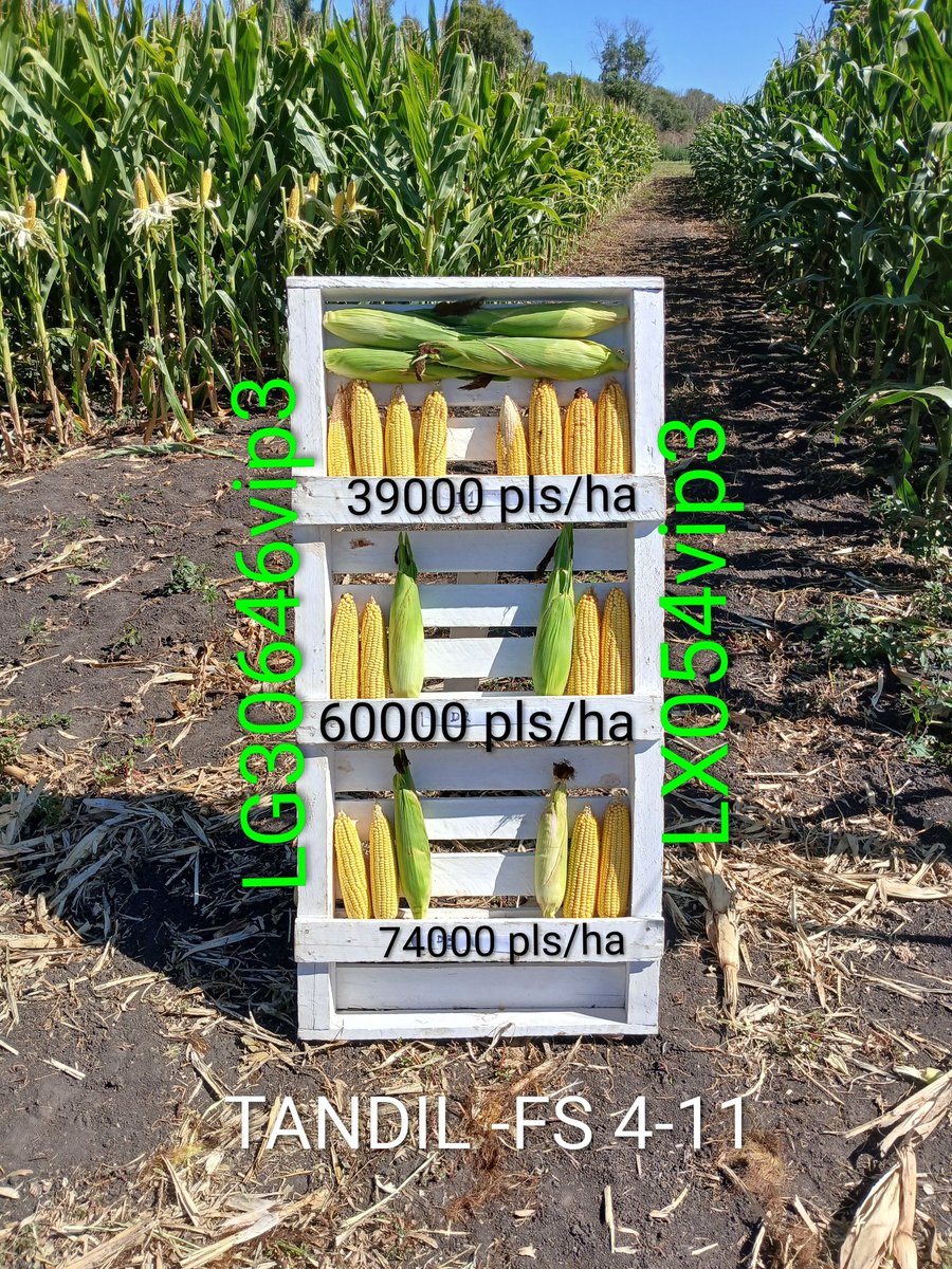 Hector Chaves tweet media