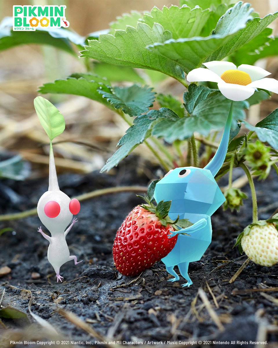 Pikmin Bloom Japan │ ピクミンブルーム (@PikminBloom_jp) / Posts / X