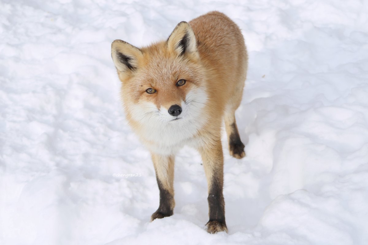 こぎつねさやちゃんが見てる #北きつね牧場