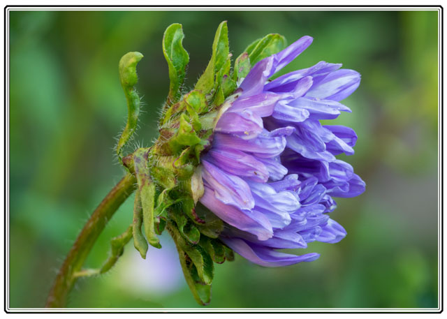 photos_dsmith's tweet image. Its not always seen but the #opening #head of this #aster #flower, shows the #delicate #structure needed to grow this #popular #plant. The #leaves and #petals will eventually show its centre. This #image was shot in the #garden outside @photos_dsmith #studio in #Cheshire. #macro