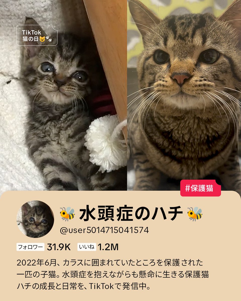 もうすぐ2月22日、 #猫の日 🐱🐾 TikTokで見つけた保護猫活動をご紹介