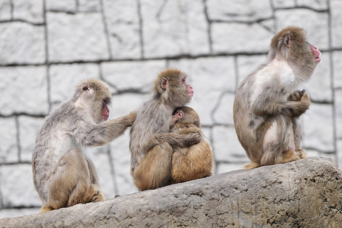 #ニホンザル 
母子かな？
寄り添ってギュッとしてるの

寒かったけど見てて気持ちがほっこり☺️
#市川市動物園 📷2026.02.