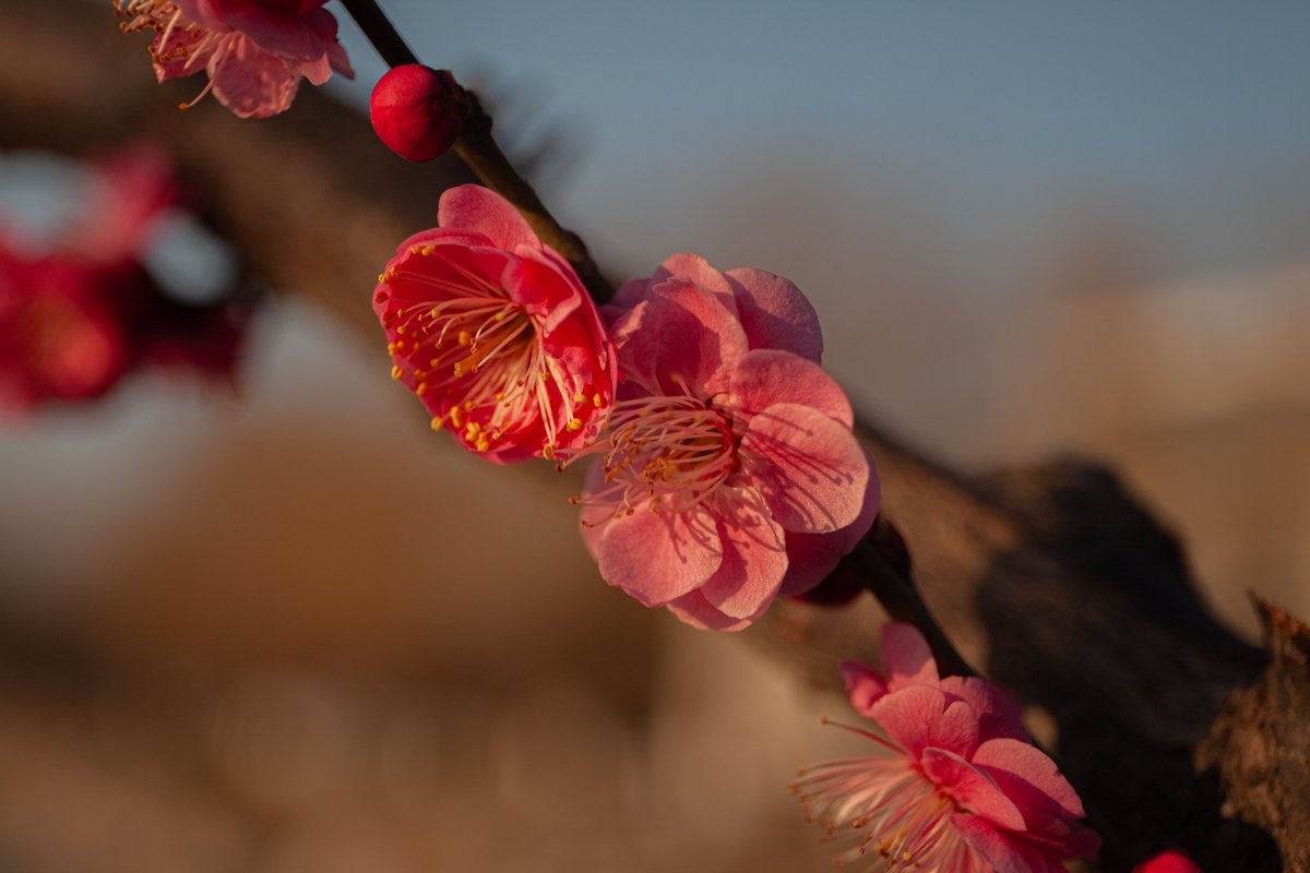 BaugleBrown's tweet photo. Canon EOS 5D Mark II 
EF24-70mm f/4L IS USM
Shangqiu City https://t.co/A8sgKCo3LN