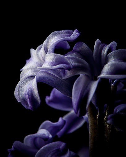 HoundsAngel's tweet photo. ɪᴛ  ᴡᴀꜱ  ᴀ  ʟᴏɴɢ  ᴛɪᴍᴇ  ᴀɢᴏ.   ɪᴛ  ᴅᴏᴇꜱɴ'ᴛ  ᴍᴀᴛᴛᴇʀ  ᴀɴʏᴍᴏʀᴇ.   ᴀɴᴅ  ʏᴇᴛ  ɪ  ᴄᴀɴɴᴏᴛ  ʟᴇᴛ  ɪᴛ  ɢᴏ.   ɪ  ᴄᴀɴɴᴏᴛ  ʟᴇᴛ  ɪᴛ  ɢᴏ. https://t.co/Rp0G9XKIHn