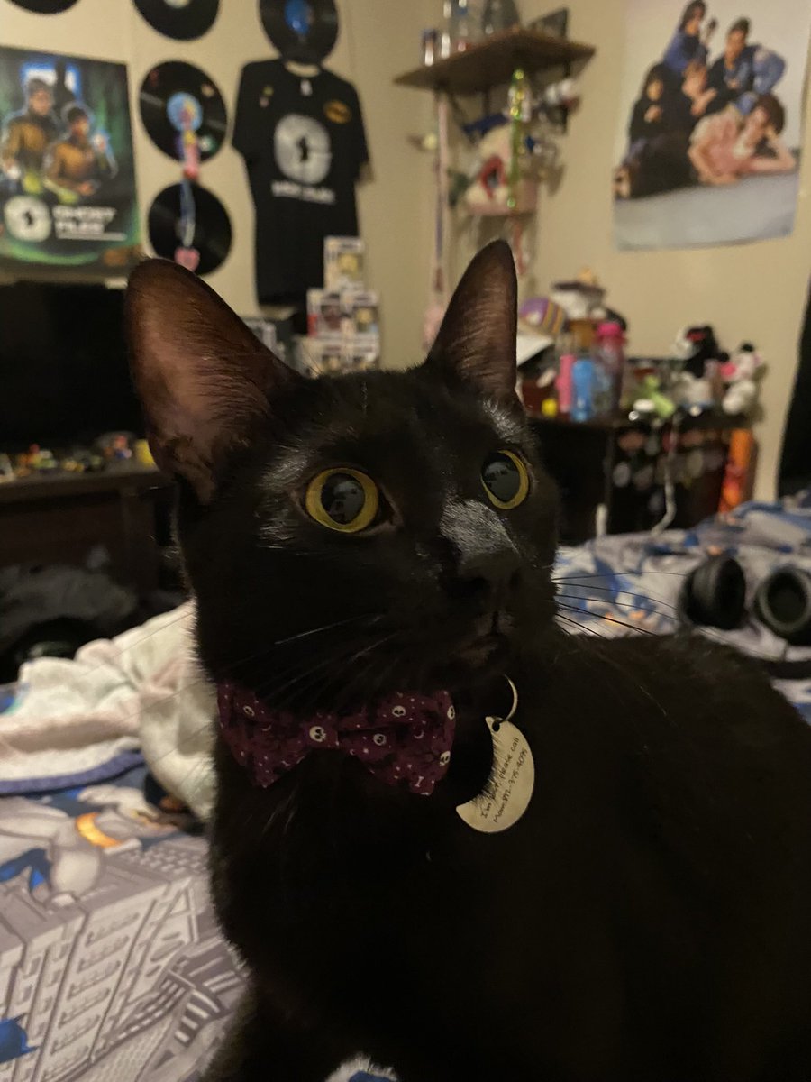 sppongebobfan's tweet photo. @Garrett_Watts this is pickle he likes wearing bow ties https://t.co/aBmtEjgJB6