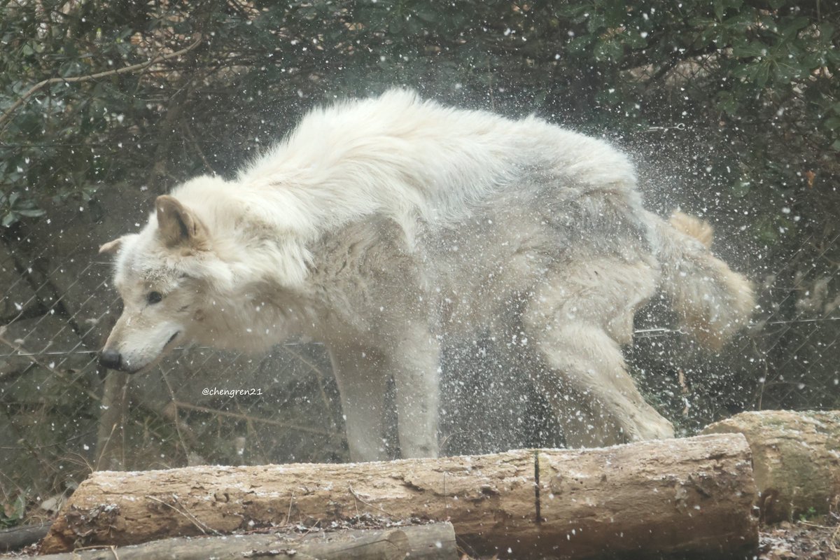 ドリルのしぶき、いつか食らってみたい #とくしま動物園 #シンリンオオカミ