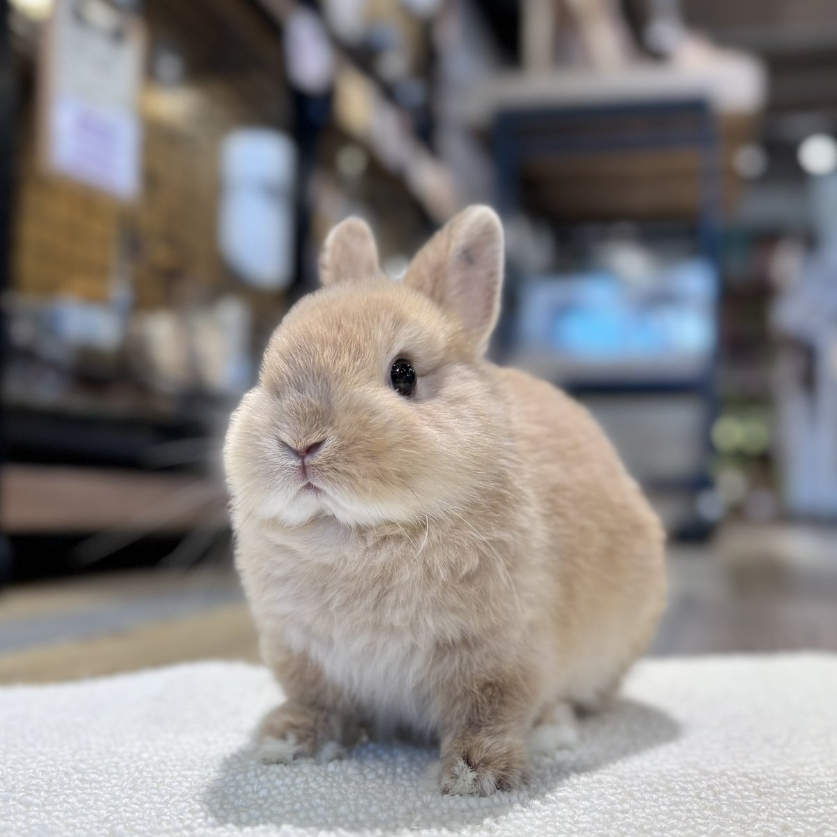 うさぎのしっぽ (@sippo_info) / Posts / X