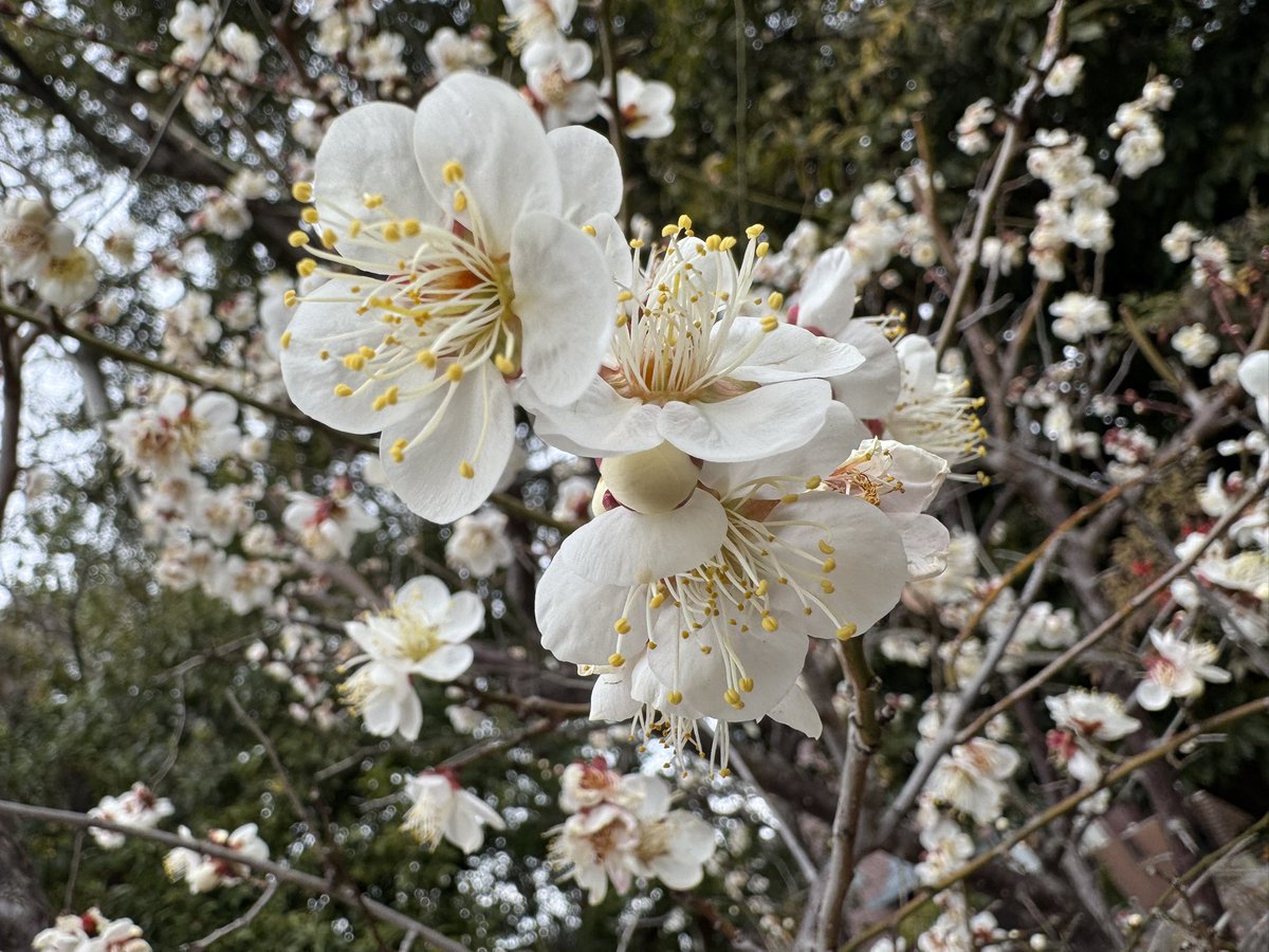 crying_fishs's tweet image. インフルからの復活です

体重も2.5キロ落ちましたが
無事に出勤できました

ただ無事じゃなかったのが
来た早々に
自分のパソコンが
立ち上がらなくて
仕事ができないんです

もしやパソコンまで
インフルにかかったのか（汗）

昼過ぎに業者さんが
来てくれるそうなので
それでまで掃除しております