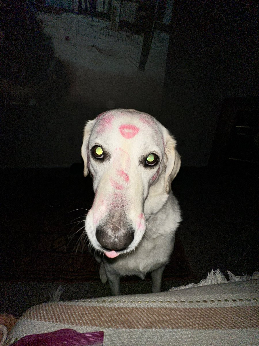 skeletonnnboy's tweet photo. @Garrett_Watts my cat fig and my dog casanova :3 https://t.co/KsGSigxvYF